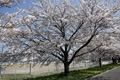 筑西市各地のさくら　勤行川 桜づつみ