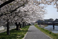 筑西市各地のさくら　勤行川 桜づつみ