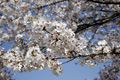 筑西市各地のさくら　勤行川 桜づつみ