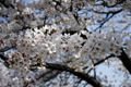 筑西市各地のさくら　勤行川 桜づつみ