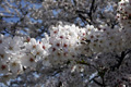 筑西市各地のさくら　勤行川 桜づつみ