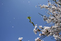 筑西市各地のさくら　勤行川 桜づつみ