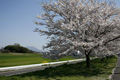 筑西市各地のさくら　勤行川 桜づつみ