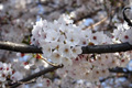 筑西市各地のさくら　勤行川 桜づつみ