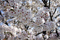 筑西市各地のさくら　勤行川 桜づつみ