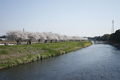 筑西市各地のさくら　勤行川 桜づつみ