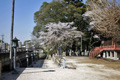 筑西市各地のさくら　観音寺 (中館観音)