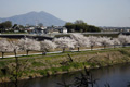 筑西市各地のさくら　勤行川 桜づつみ