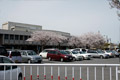 筑西市内のさくら　市役所駐車場