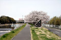 筑西市内のさくら　勤行川桜づつみ