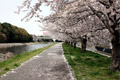 筑西市内のさくら　勤行川桜づつみ