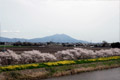 筑西市内のさくら　勤行川桜づつみ