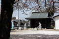 市内のさくら　八幡神社