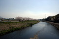 市内のさくら　勤行川桜づつみ