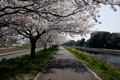 市内のさくら　勤行川桜づつみ