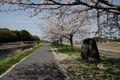 市内のさくら　勤行川桜づつみ