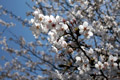 市内のさくら　勤行川桜づつみ