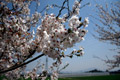 市内のさくら　勤行川桜づつみ