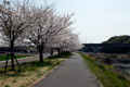 市内のさくら　勤行川桜づつみ