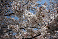 市内のさくら　勤行川桜づつみ