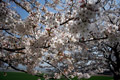 市内のさくら　勤行川桜づつみ