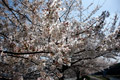 市内のさくら　勤行川桜づつみ