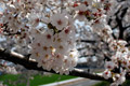 市内のさくら　勤行川桜づつみ