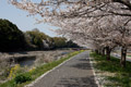 市内のさくら　勤行川桜づつみ