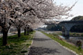 市内のさくら　勤行川桜づつみ