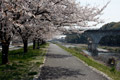 市内のさくら　勤行川桜づつみ