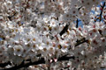 市内のさくら　勤行川桜づつみ