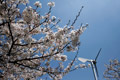 市内のさくら　勤行川桜づつみ