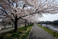 市内のさくら　勤行川桜づつみ