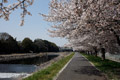 市内のさくら　勤行川桜づつみ