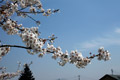 市内のさくら　勤行川桜づつみ