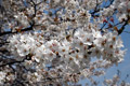 市内のさくら　勤行川桜づつみ