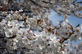 市内のさくら　勤行川桜づつみ