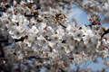 市内のさくら　勤行川桜づつみ