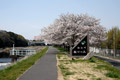 市内のさくら　勤行川桜づつみ