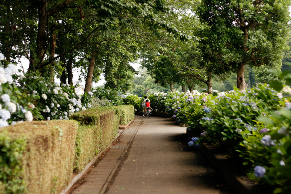 県西生涯学習センターの花