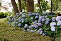 県西生涯学習センターの花