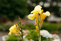 県西生涯学習センターの花