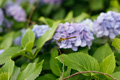 県西生涯学習センターの花