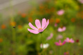 県西生涯学習センターの花