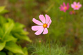 県西生涯学習センターの花