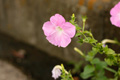 県西生涯学習センターの花