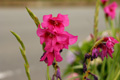 県西生涯学習センターの花