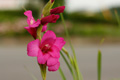 県西生涯学習センターの花