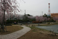 筑西市内のさくら　下岡崎近隣公園