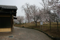 筑西市内のさくら　下岡崎近隣公園